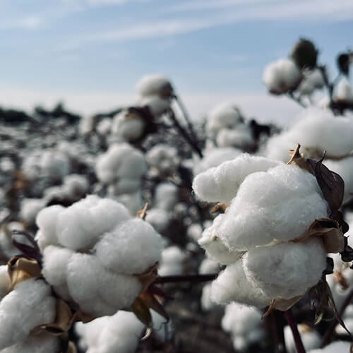 Cotton